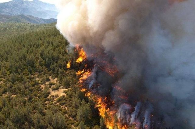 Эколог назвал основные причины лесных пожаров в России