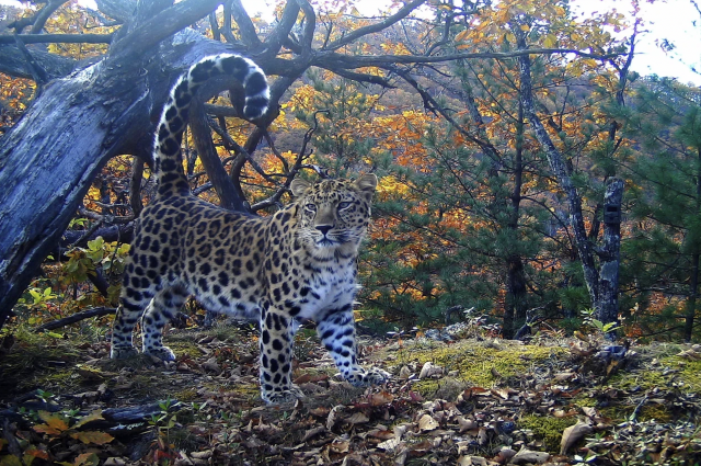 Леопарды любят покривляться перед камерами.