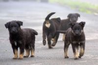 Оренбурженка подала в суд на соседку, которая семь лет не выгуливала своих собак