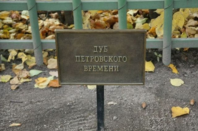 В городе Азове высадят Петровский дуб