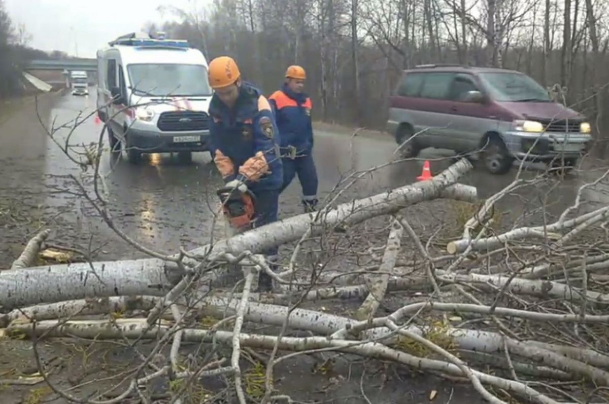 Новости хабаровска и края сегодня. Упавшее дерево в Хабаровске. Упавшее дерево на дороге. Дерево перегородило дорогу.