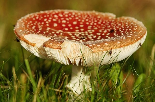 Первый случай отравления грибами зафиксировали в Ростовской области