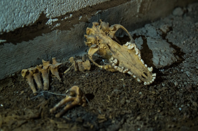 В барнаульской березовой роще нашли разбросанные черепа
