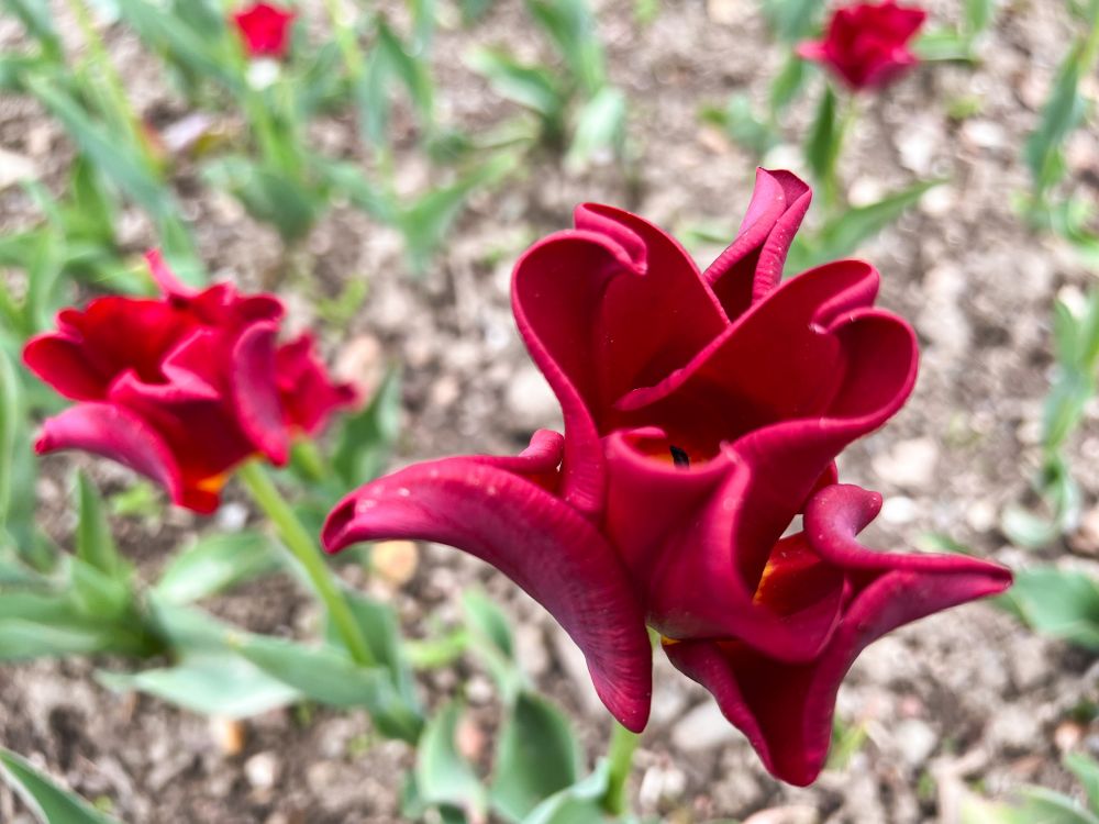 Тюльпан садовый Red Dress.