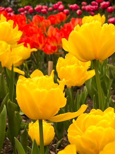 В этом году в экспозиции представлены 200 сортов тюльпанов.