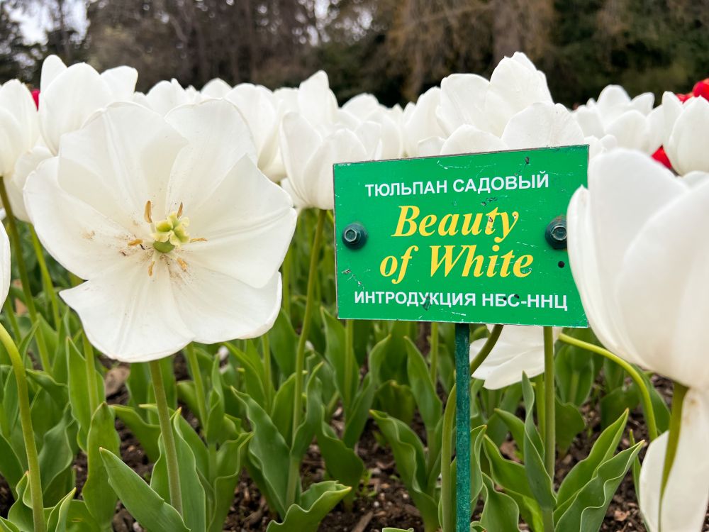 Тюльпан садовый Beauty of White.