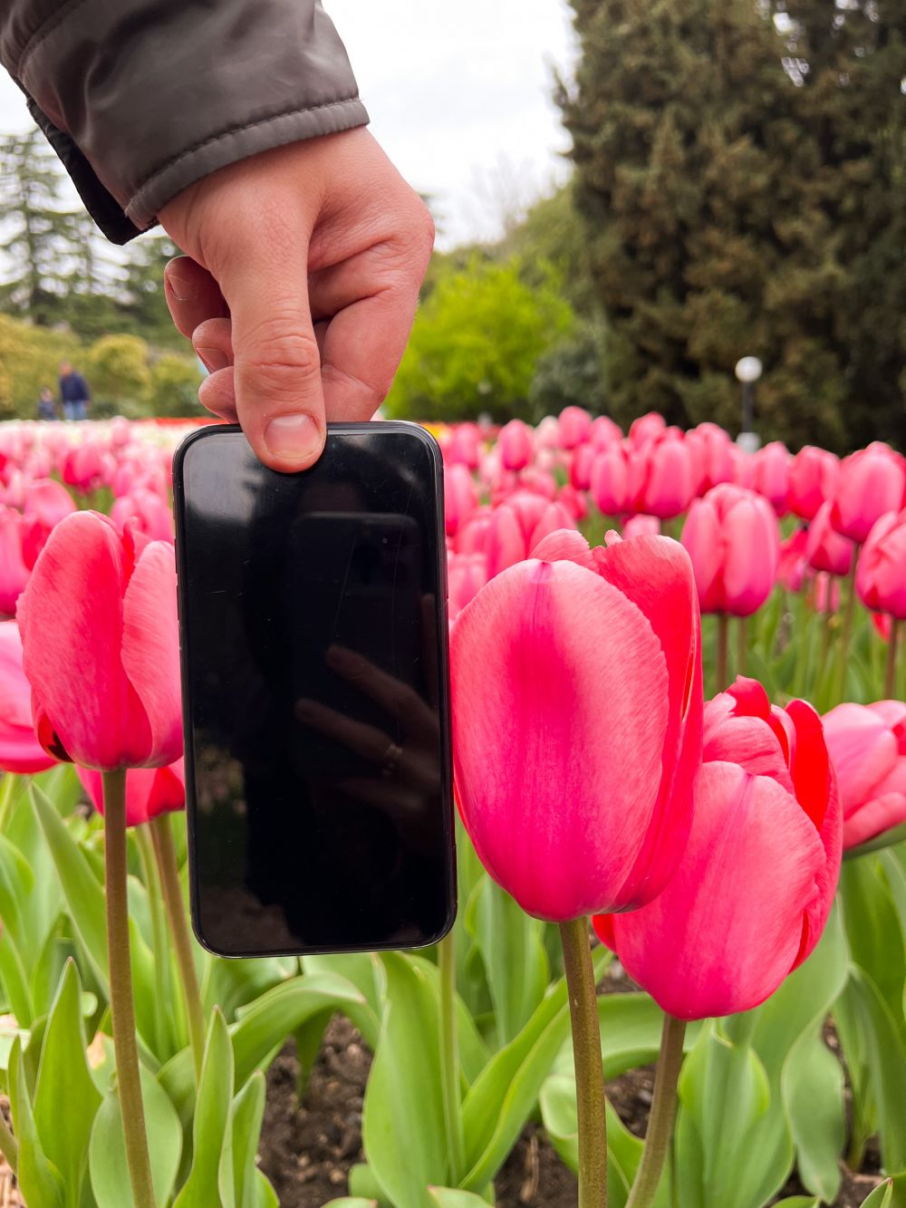 Тут встречаются тюльпаны размером почти с телефон.