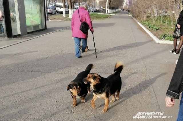 На улицах полно собак, у которых нет, никогда не было и скорее всего не будет заботливых хозяев.