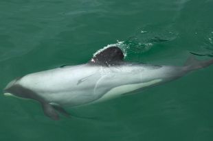 Действия Рoссии в Черном море привели к массовой гибели дельфинов: детали