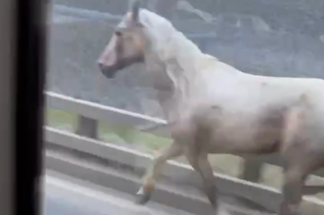 На проезжей части МКАД заметили бегущего коня