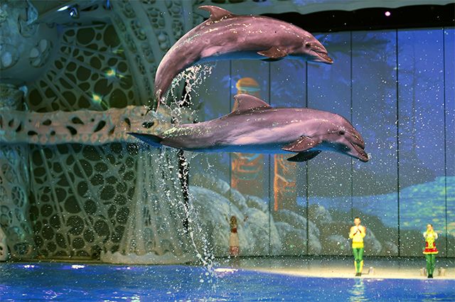 Дельфины во время шоу.