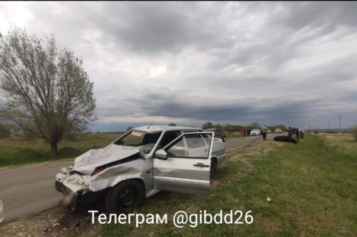 Новичок без полиса врезался в стадо на Ставрополье, три коровы травмированы  | АиФ Ставрополь