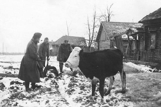 Немцы забили на мясо всех быков, поэтому, когда пришло время боронить, использовали коров.