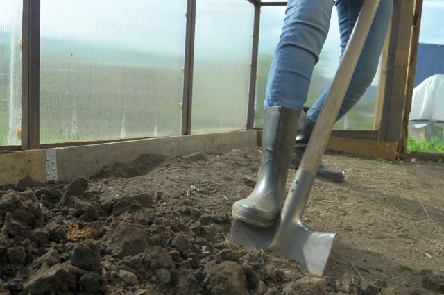 Менять грунт нужно каждые 3–5 лет на глубину штыка лопаты.