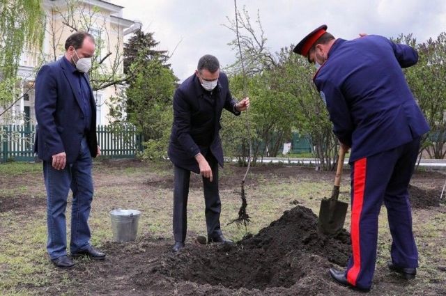 Новые деревья посадили в мемориальном комплексе «Усадьба М. А. Шолохова».