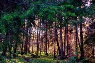 Ходить в лес во Львовской области теперь можно только пешком