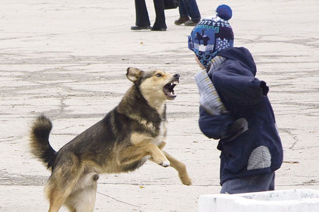 Безнадзорные собаки всё чаще проявляют агрессию к человеку.