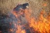 Палы травы в Красноярском крае, где за прошедшие выходные 7-10 мая зафиксировано 273 пожара в 18 посёлках. Сгорело 518 жилых домов.