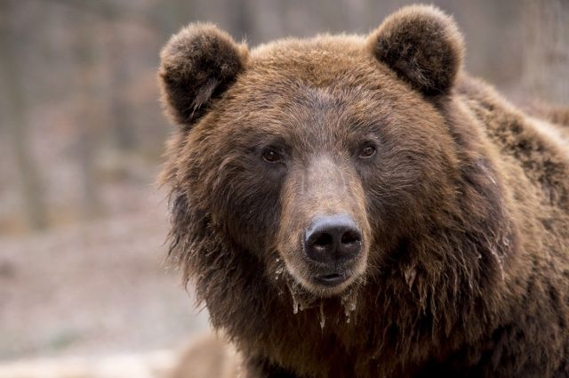Два медведя атакуют автомобили на трассе «Колыма» под Магаданом