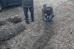В Ташлинском районе браконьер выловил почти две тысячи раков.