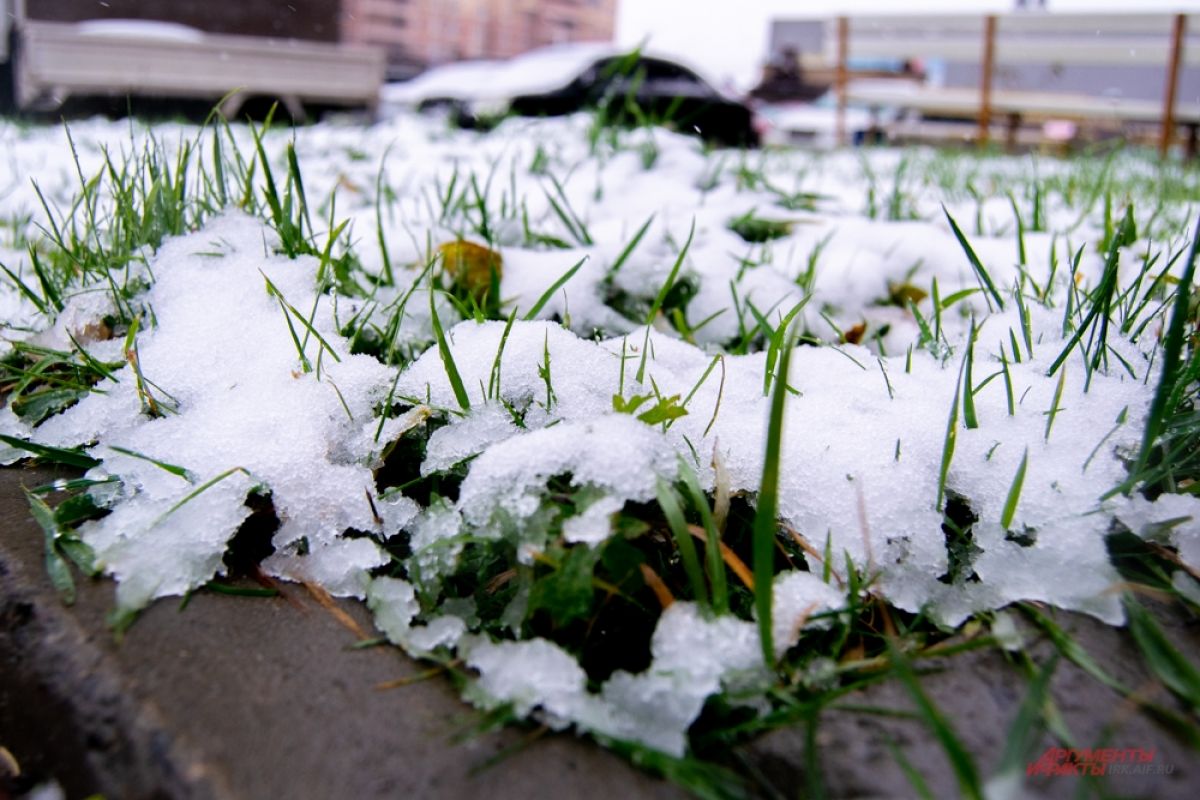 Почему снег теплее. Снег с дождем. Первый снег в огороде. Майские праздники снег.