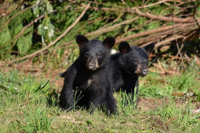 Спасённых медвежат вернут в дикую природу