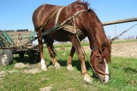 В Оренбургском суде разбирались в истории травмирования ветеринарного врача, управлявшего повозкой с конем. 