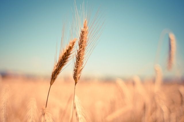 Индия запретила экспорт пшеницы из-за скачка мировых цен