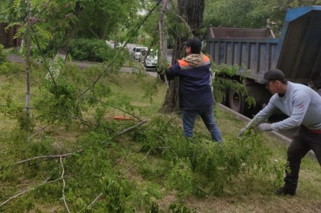 Более 20 деревьев упало в Ростове за сутки из-за сильного ветра