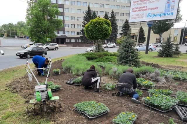 В Ростове-на-Дону массово высаживают цветущие растения и травы