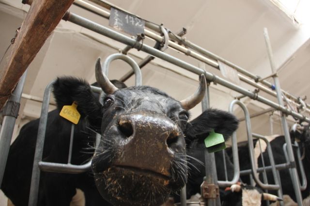 Еще до санкций по численности крупного рогатого скота ударила вспышка вспышка узелкового дерматита.