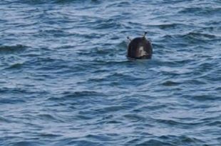 В Черном море может быть до 600 вражеских мин.
