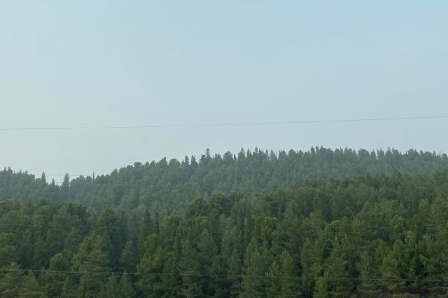 Лес Ханты-Мансийска