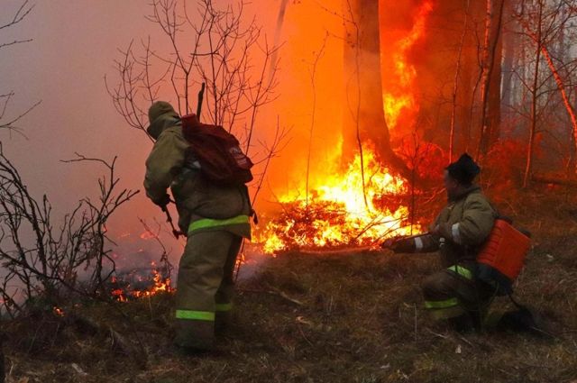 Сотрудники МЧС тушат лесной пожар в Курганской области.