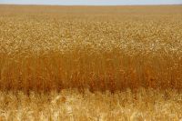 Пшеница на поле в Луганской Народной Республике. 