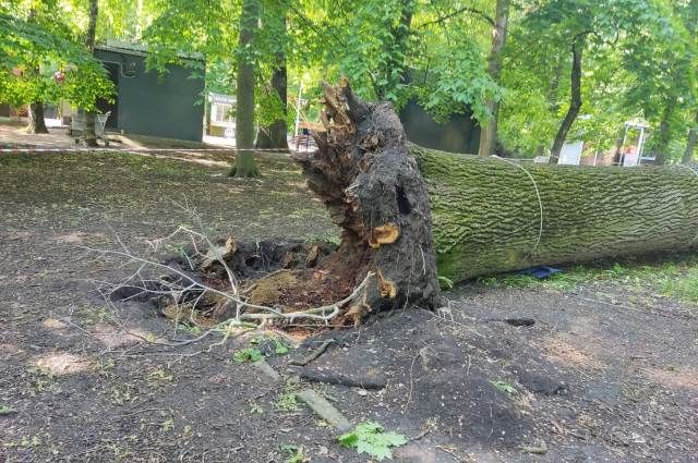 Что упало в ставрополе. Дуб Центральный парк Ставрополь. Дубы в парке Ставрополя. Сквер дубовый кордон Казань. Вековой дуб исполнитель желаний в Самарской луке.