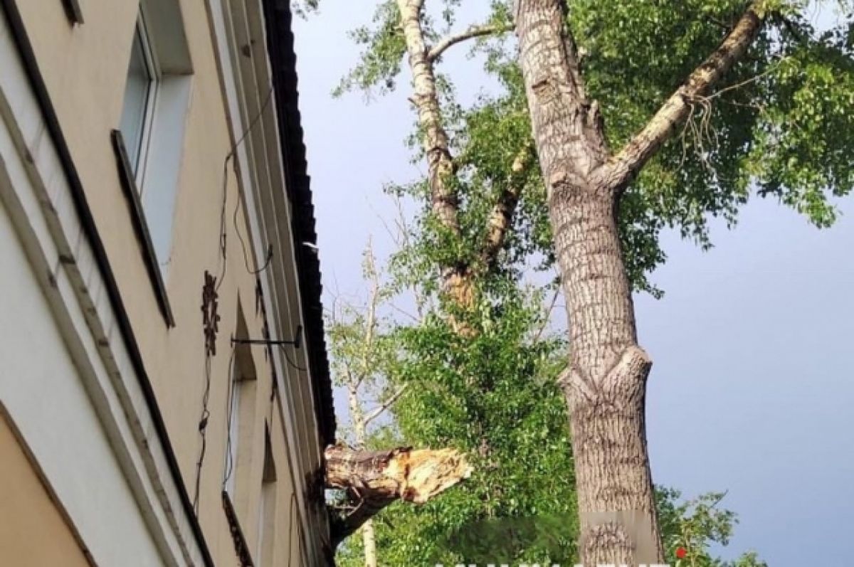 В Кемерове дерево проломило крышу дома | АиФ Кузбасс