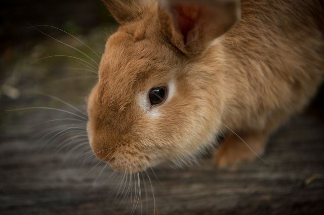 В Новом Уренгое домашних декоративных кроликов выбросили на помойку.