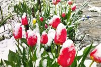 Редкая картина – тюльпаны в снегу.