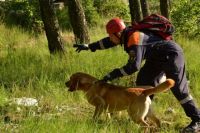 В Бузулукском бору нашли потерявшегося грибника без мобильника.