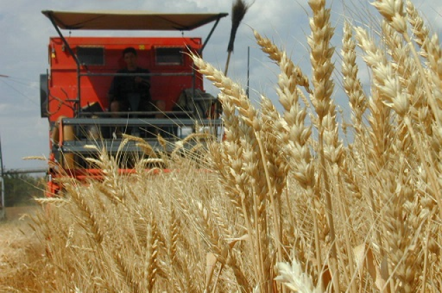 Эксперт: Россия может отправить на экспорт 41 млн тонн пшеницы
