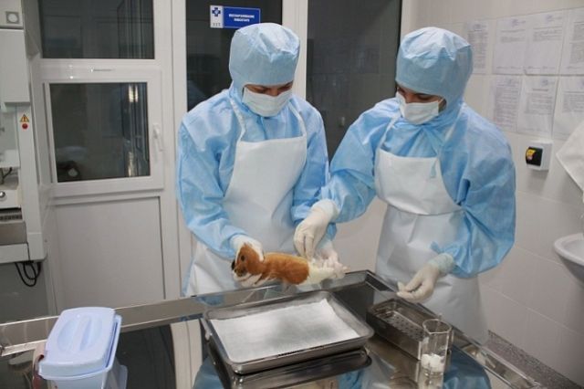 Ветеринарная служба края делает всё возможное, чтобы не допустить возникновения очагов опасных болезней.