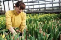 Голландские тюльпаны без труда можно заменить иркутскими, уверены местные производители цветов.