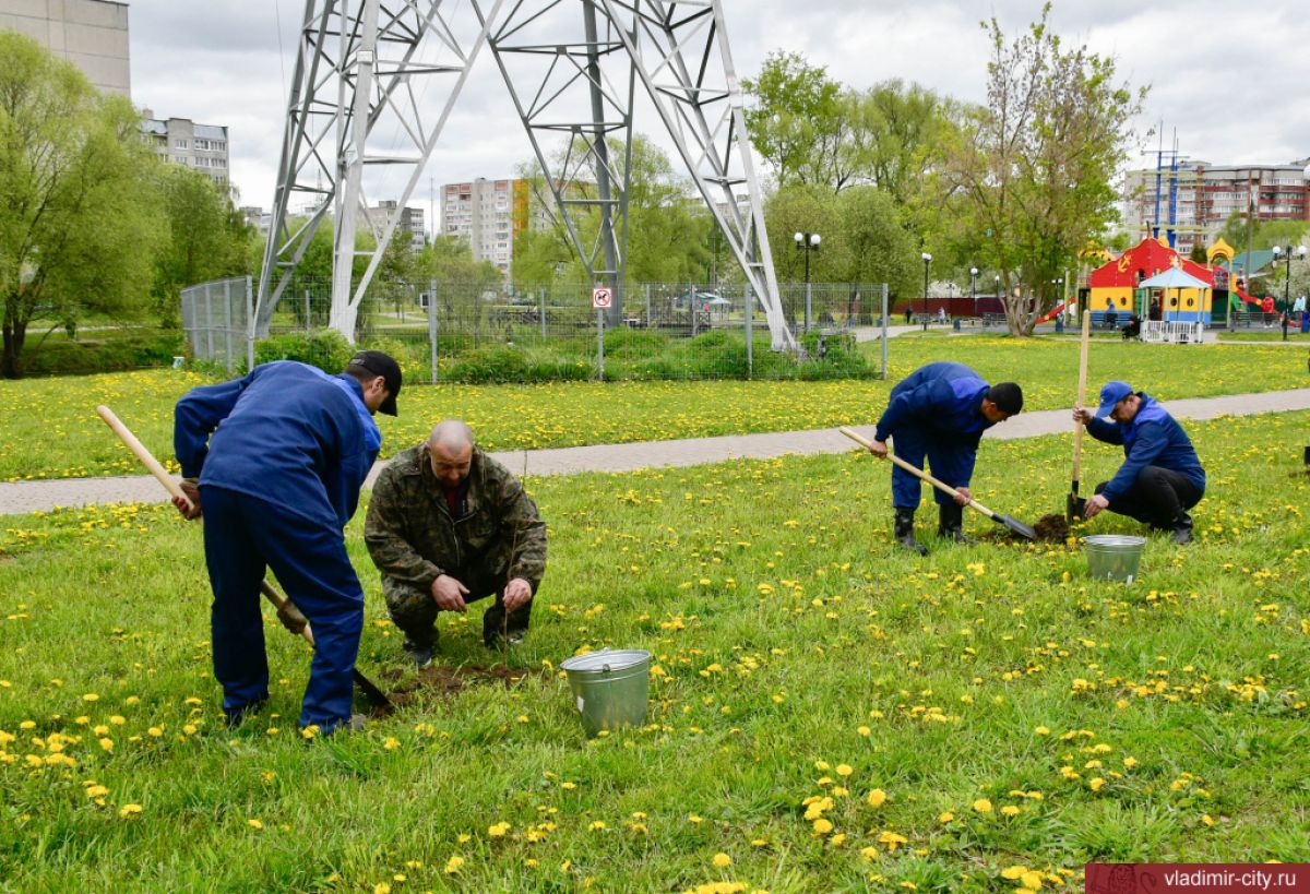 60 деревьев. Деревья для озеленения города. Городское Озеленение. Сажают деревья в Москве. Посади лес.