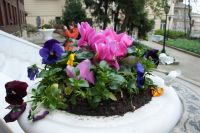 В Оренбурге участились набеги "цветочных вандалов"