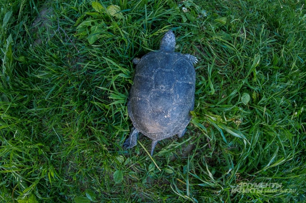 Черепаха лежу. Черепаха которая хищная черепаха. Черепаха в Смоленске. Черепахи Смоленские. Черепахи в Смоленской области.