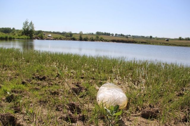 50 тысяч мальков белого амура выпустили в алтайское озеро для его очистки