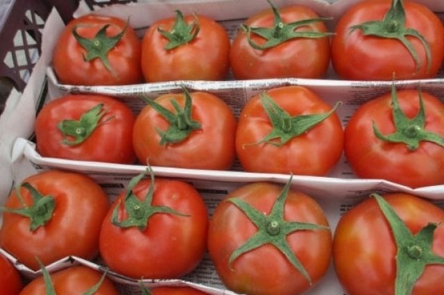 Зараженные картофельной молью узбекские томаты не пустили в Оренбуржье.
