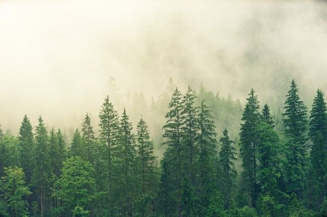 Татарстан стал одним из лучших в области ведения лесного хозяйства. 