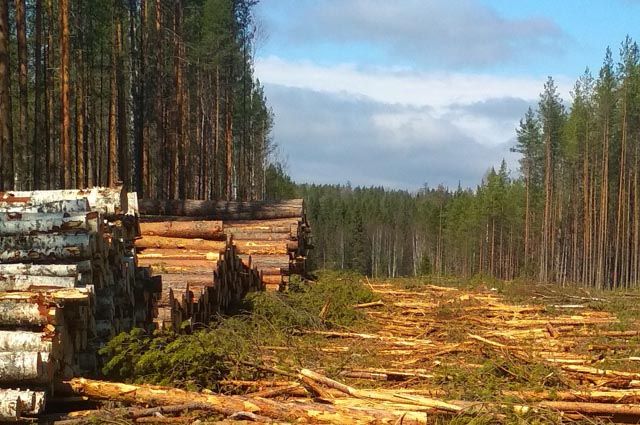 Охраняемые заповедные леса вырубили ради дороги.